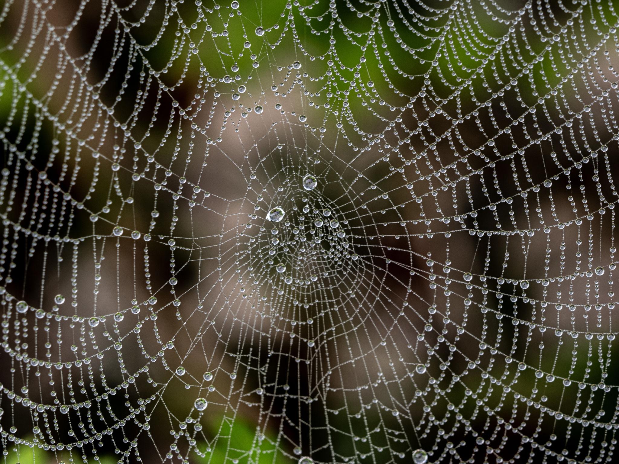 IAM Chapter 5: OAuth 2.0, Part 2